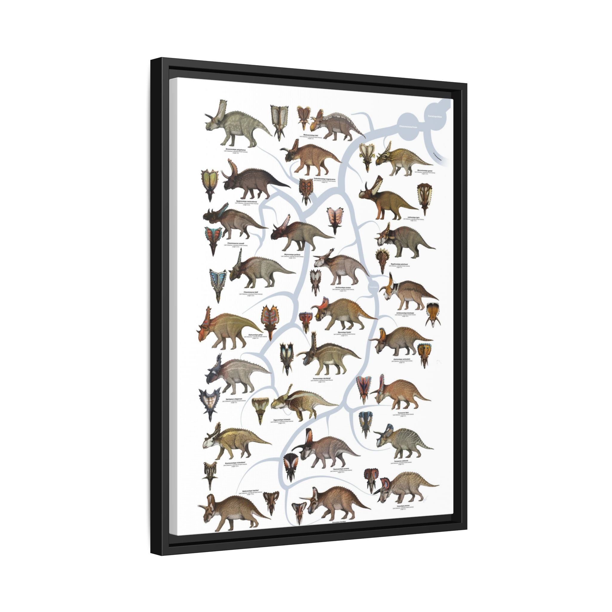 Ceratopsidae Evolutionary Tree Poster, Horned Dinosaur Family Tree Chart, Ceratopsian Evolution Guide, Dinosaur Educational Canvas Print