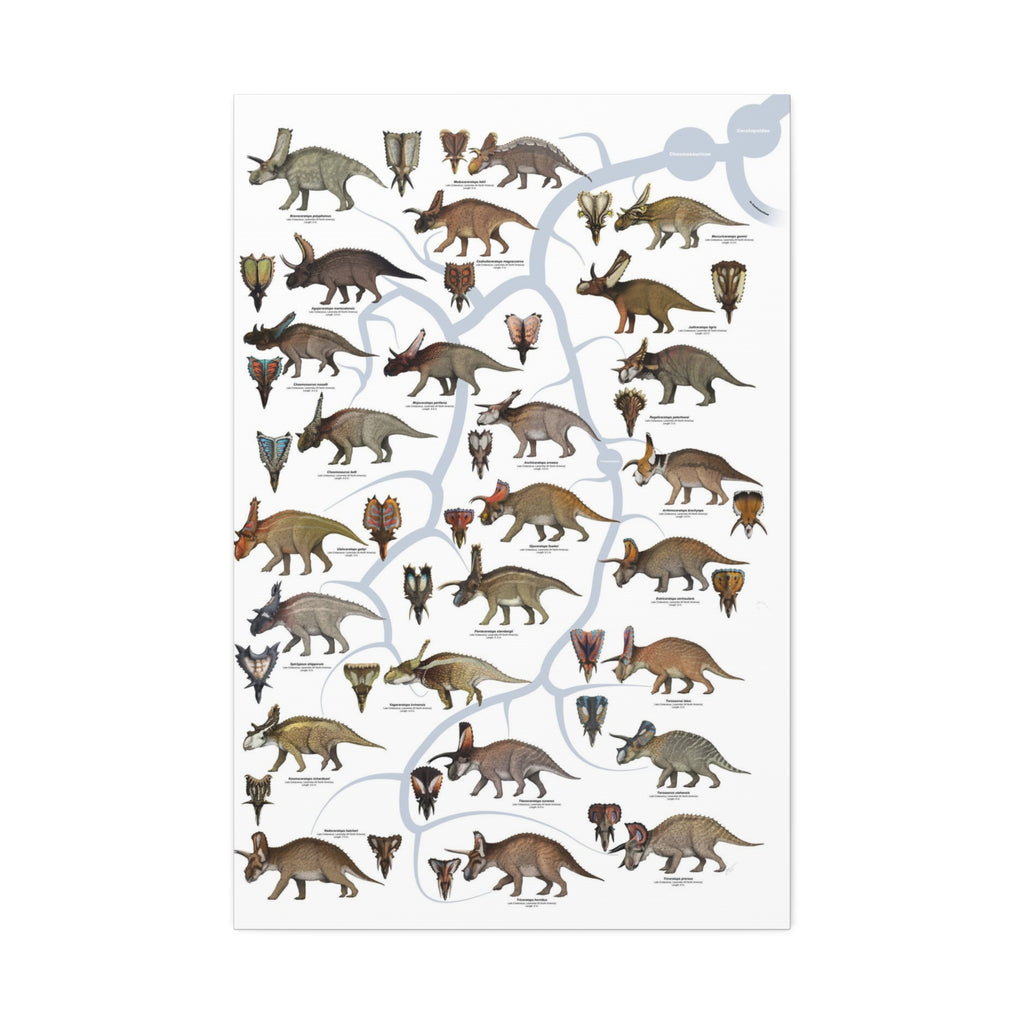 Ceratopsidae Evolutionary Tree Poster, Horned Dinosaur Family Tree Chart, Ceratopsian Evolution Guide, Dinosaur Educational Canvas Print