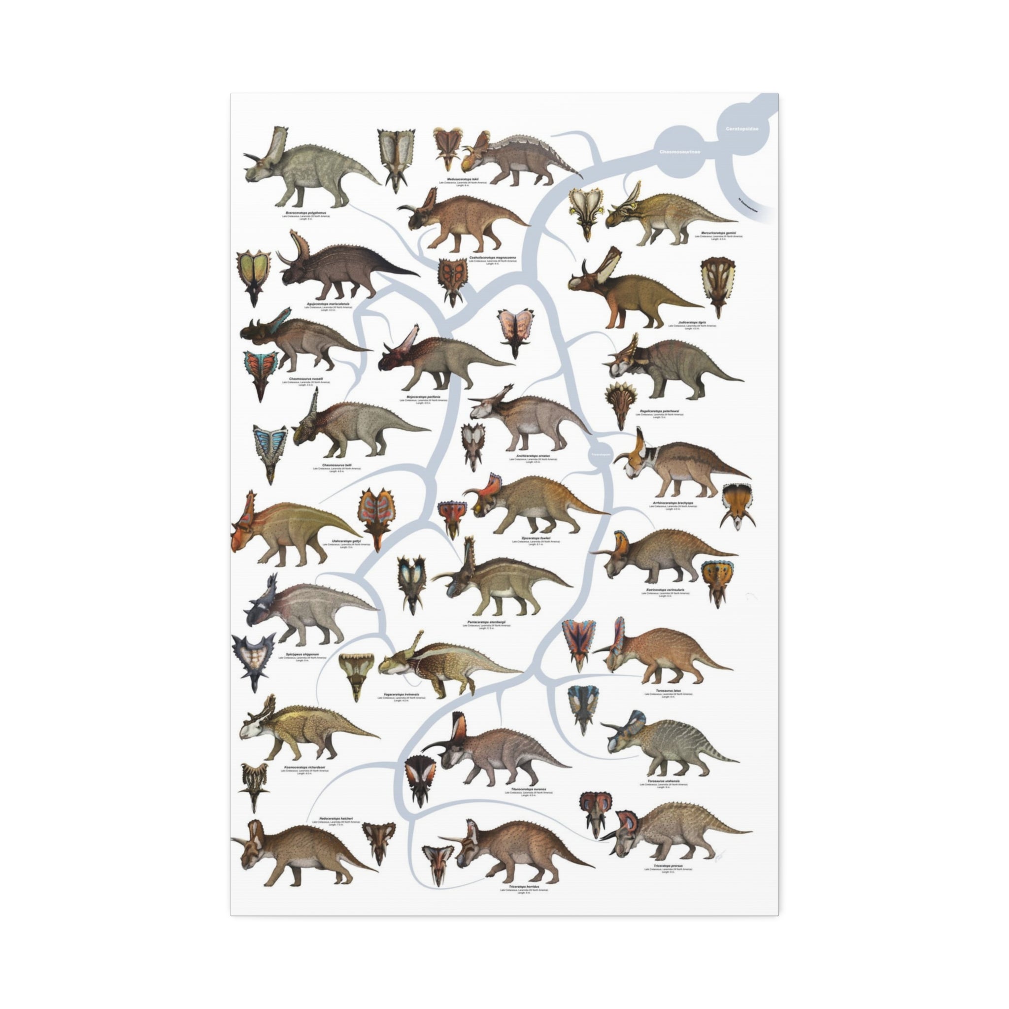 Ceratopsidae Evolutionary Tree Poster, Horned Dinosaur Family Tree Chart, Ceratopsian Evolution Guide, Dinosaur Educational Canvas Print
