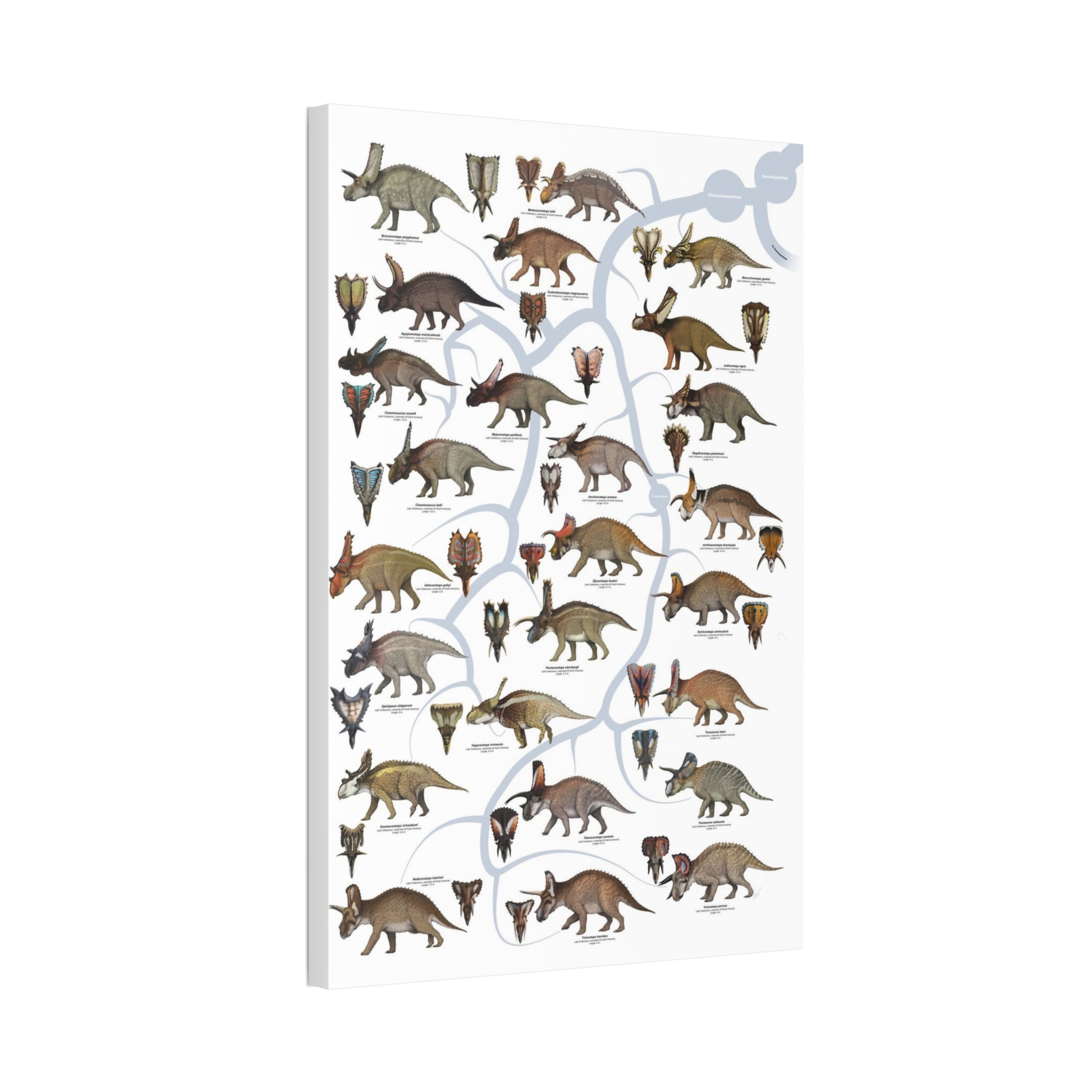 Ceratopsidae Evolutionary Tree Poster, Horned Dinosaur Family Tree Chart, Ceratopsian Evolution Guide, Dinosaur Educational Canvas Print