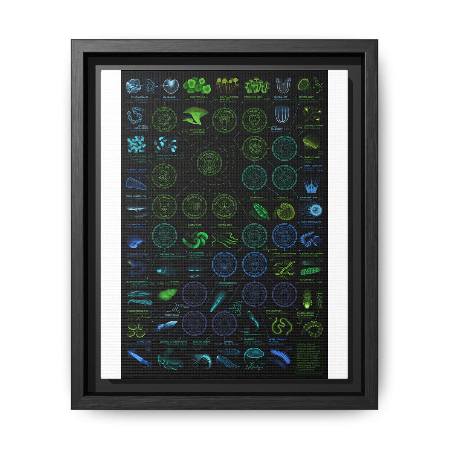 Chart Of Bioluminescent Species Bioluminescence Tree Of Life Vertical Poster