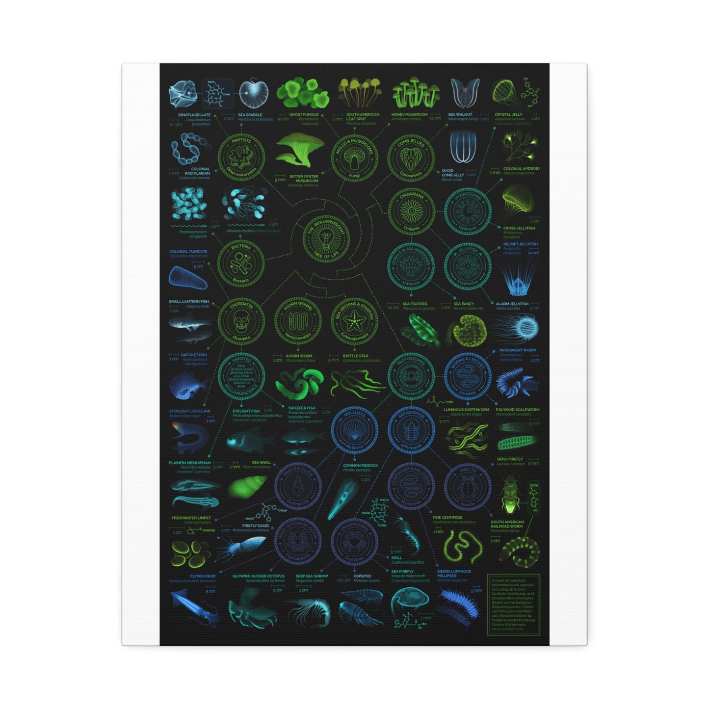 Chart Of Bioluminescent Species Bioluminescence Tree Of Life Vertical Poster