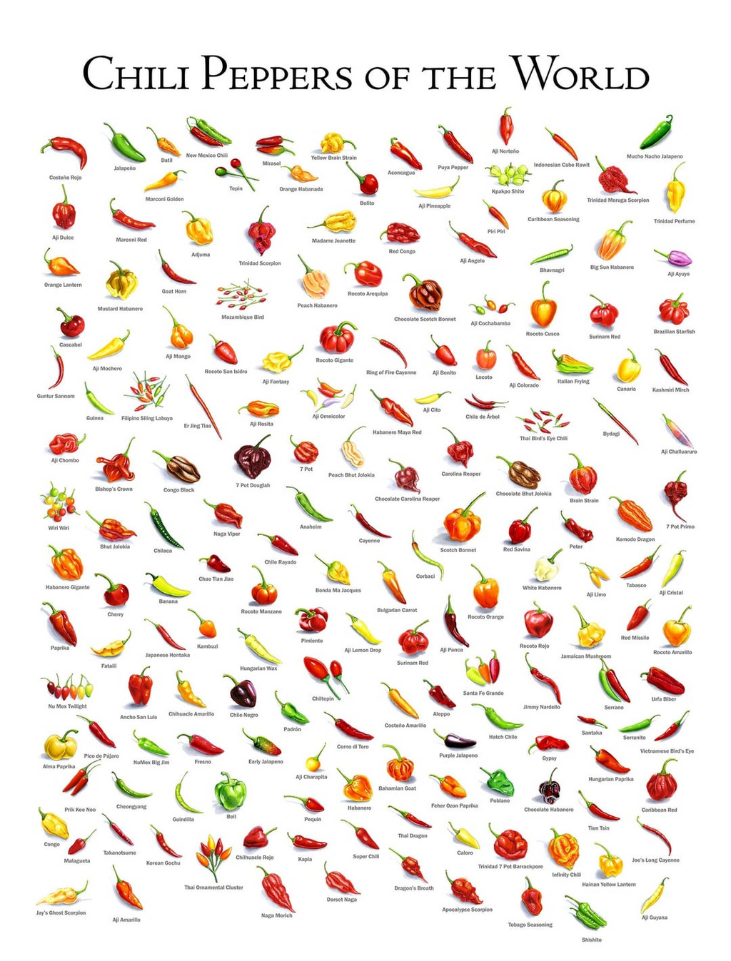Chili Peppers of the World Poster, Hot Pepper Chart Print, Pepper Variety Wall Art, Chili Pepper Identification Guide, Kitchen Decor Gift