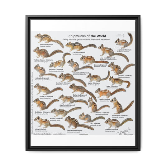 Chipmunks of the World Poster, Chipmunk Species Identification Chart, Sciuridae Wildlife Guide, Educational Nature Canvas Print