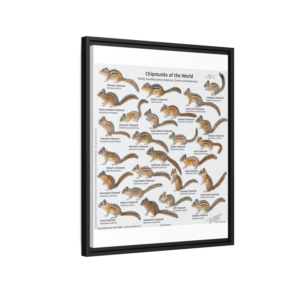 Chipmunks of the World Poster, Chipmunk Species Identification Chart, Sciuridae Wildlife Guide, Educational Nature Canvas Print