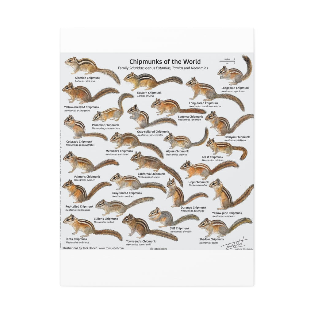 Chipmunks of the World Poster, Chipmunk Species Identification Chart, Sciuridae Wildlife Guide, Educational Nature Canvas Print