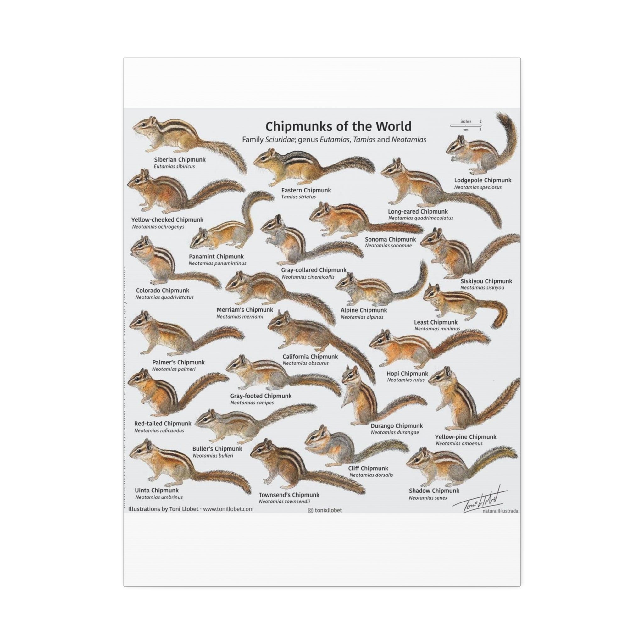 Chipmunks of the World Poster, Chipmunk Species Identification Chart, Sciuridae Wildlife Guide, Educational Nature Canvas Print