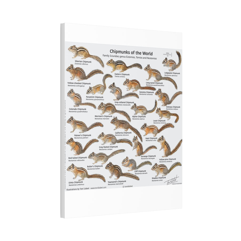 Chipmunks of the World Poster, Chipmunk Species Identification Chart, Sciuridae Wildlife Guide, Educational Nature Canvas Print