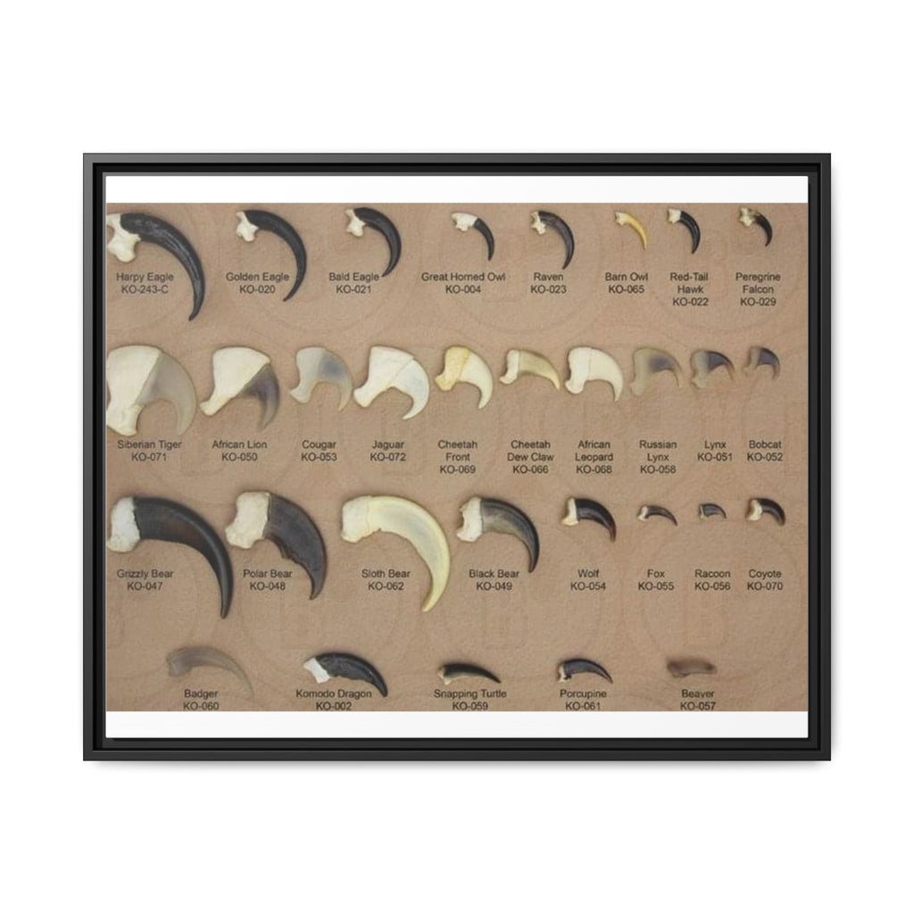 Claw Identification Guide Poster, Animal Claw Comparison Chart, Wildlife Tracks and Claw Reference Educational Canvas Print
