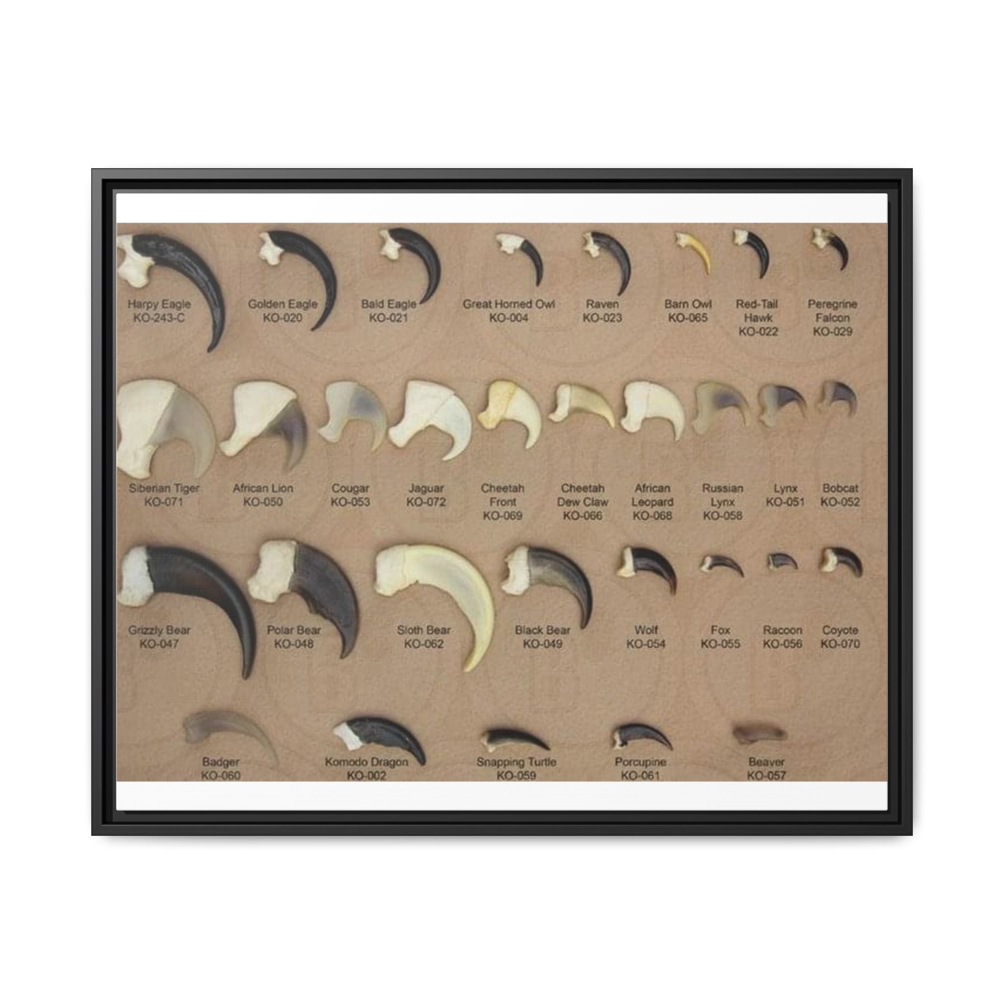 Claw Identification Guide Poster, Animal Claw Comparison Chart, Wildlife Tracks and Claw Reference Educational Canvas Print