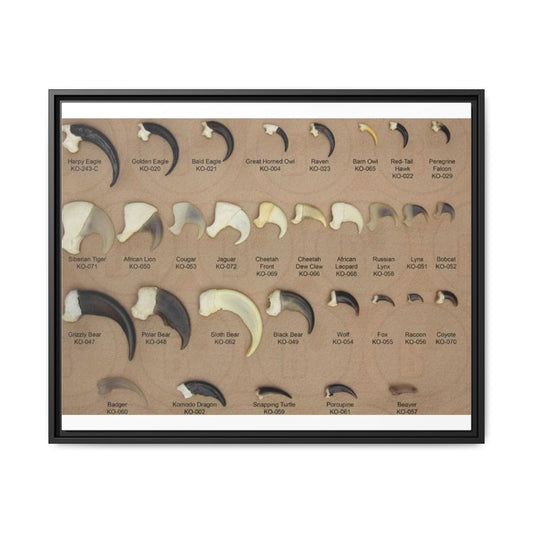 Claw Identification Guide Poster, Animal Claw Comparison Chart, Wildlife Tracks and Claw Reference Educational Canvas Print