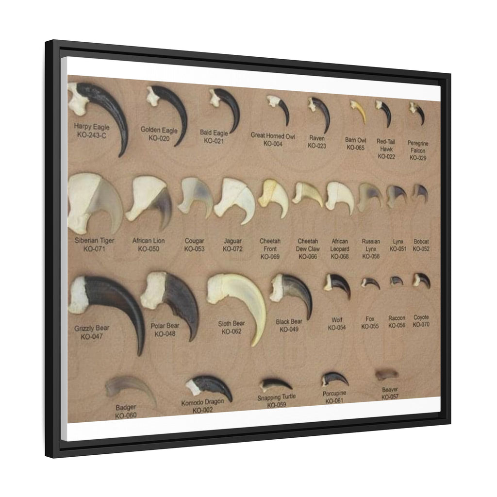 Claw Identification Guide Poster, Animal Claw Comparison Chart, Wildlife Tracks and Claw Reference Educational Canvas Print