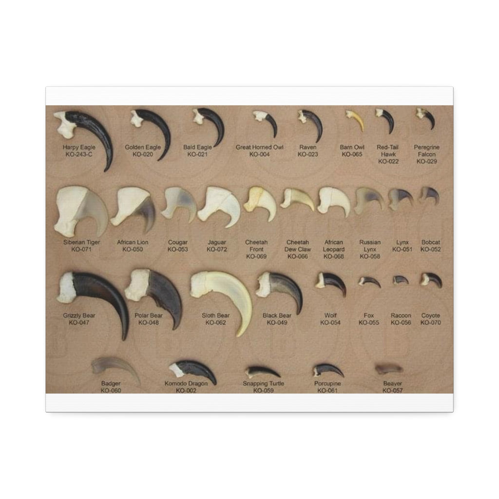 Claw Identification Guide Poster, Animal Claw Comparison Chart, Wildlife Tracks and Claw Reference Educational Canvas Print