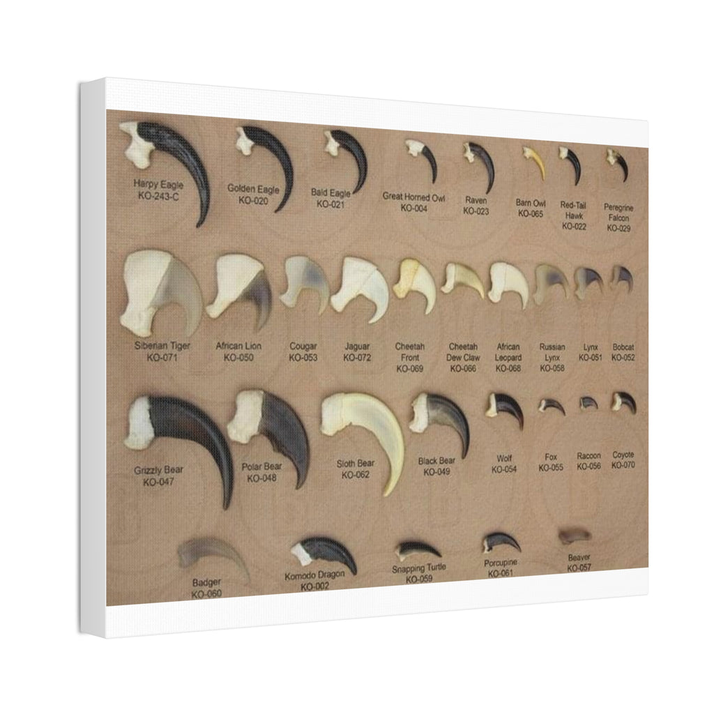 Claw Identification Guide Poster, Animal Claw Comparison Chart, Wildlife Tracks and Claw Reference Educational Canvas Print