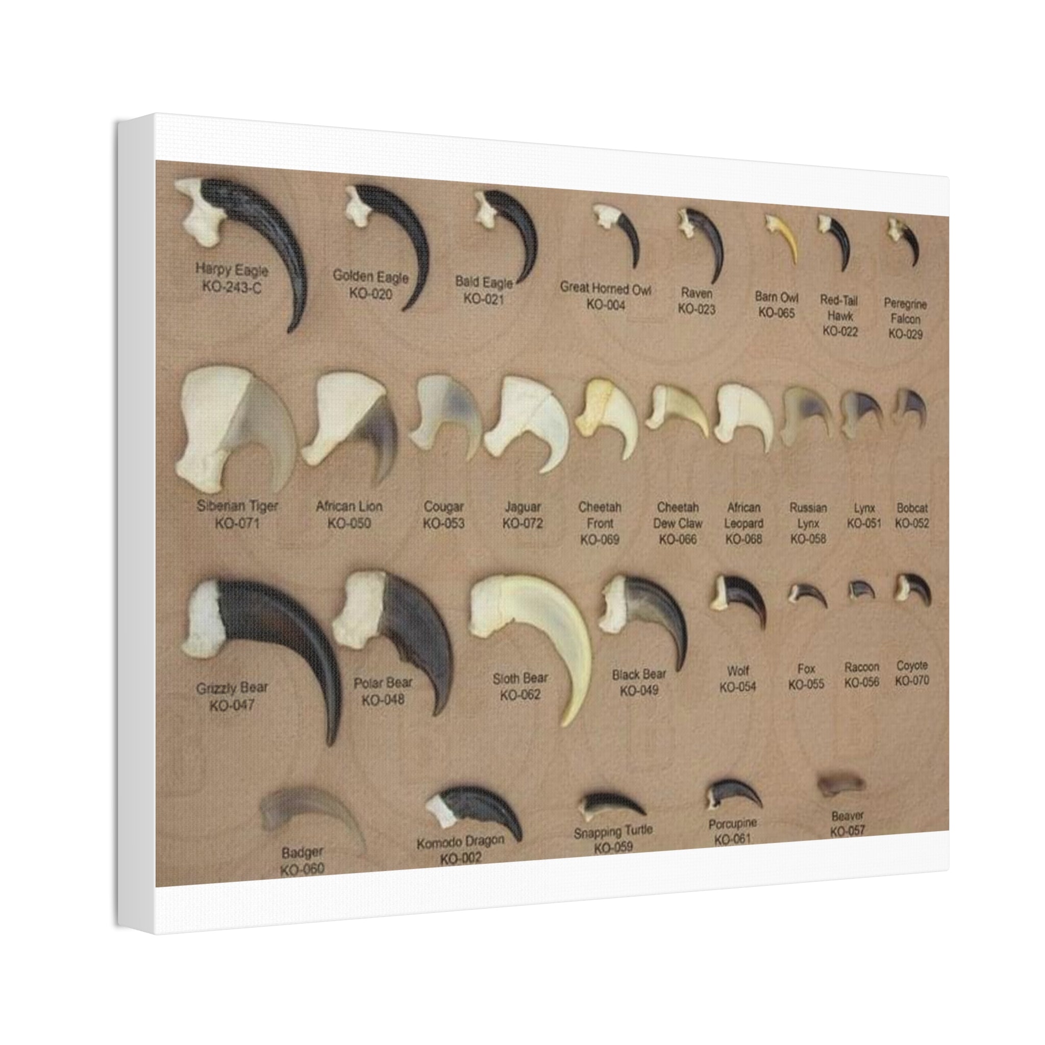 Claw Identification Guide Poster, Animal Claw Comparison Chart, Wildlife Tracks and Claw Reference Educational Canvas Print