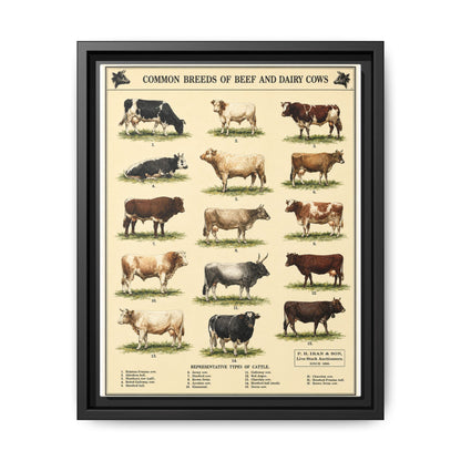 Common Breeds Of Beef And Dairy Cows Poster, Cattle Breeds Identification Vertical Poster
