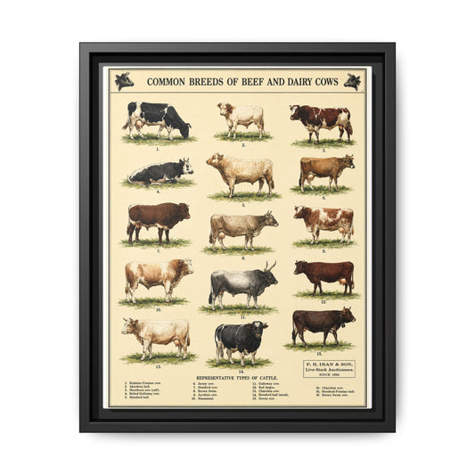Common Breeds Of Beef And Dairy Cows Poster, Cattle Breeds Identification Vertical Poster