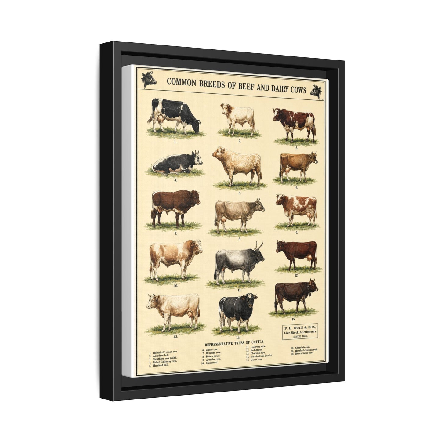 Common Breeds Of Beef And Dairy Cows Poster, Cattle Breeds Identification Vertical Poster