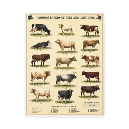 Common Breeds Of Beef And Dairy Cows Poster, Cattle Breeds Identification Vertical Poster