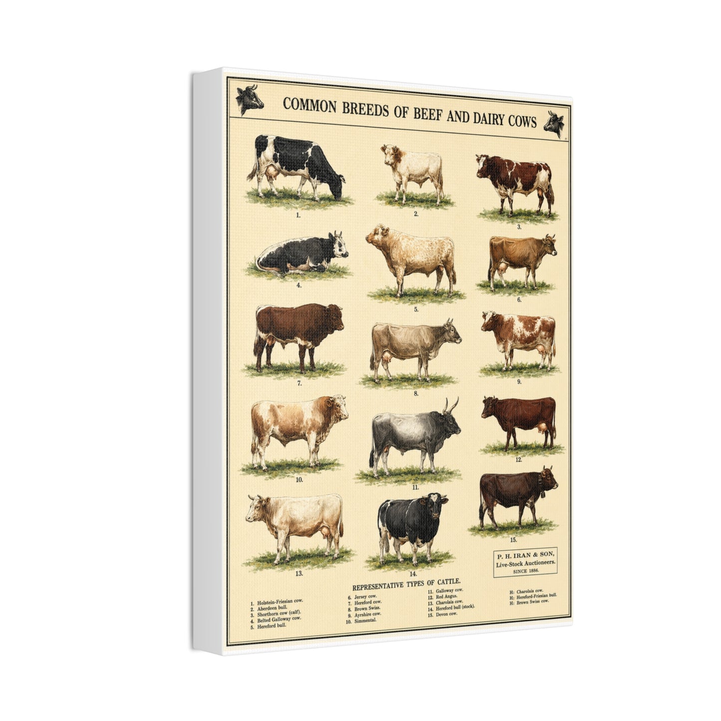 Common Breeds Of Beef And Dairy Cows Poster, Cattle Breeds Identification Vertical Poster