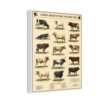 Common Breeds Of Beef And Dairy Cows Poster, Cattle Breeds Identification Vertical Poster