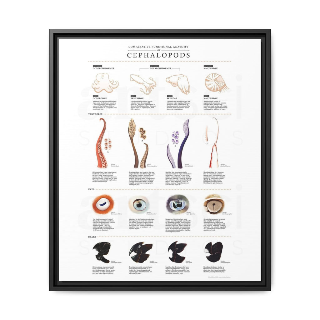 Comparative Functional Anatomy of Cephalopods Poster, Cephalopod Anatomy Comparison Chart, Octopus Squid Cuttlefish and Nautilus Educational Canvas Print