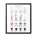 Comparative Functional Anatomy of Cephalopods Poster, Cephalopod Anatomy Comparison Chart, Octopus Squid Cuttlefish and Nautilus Educational Canvas Print