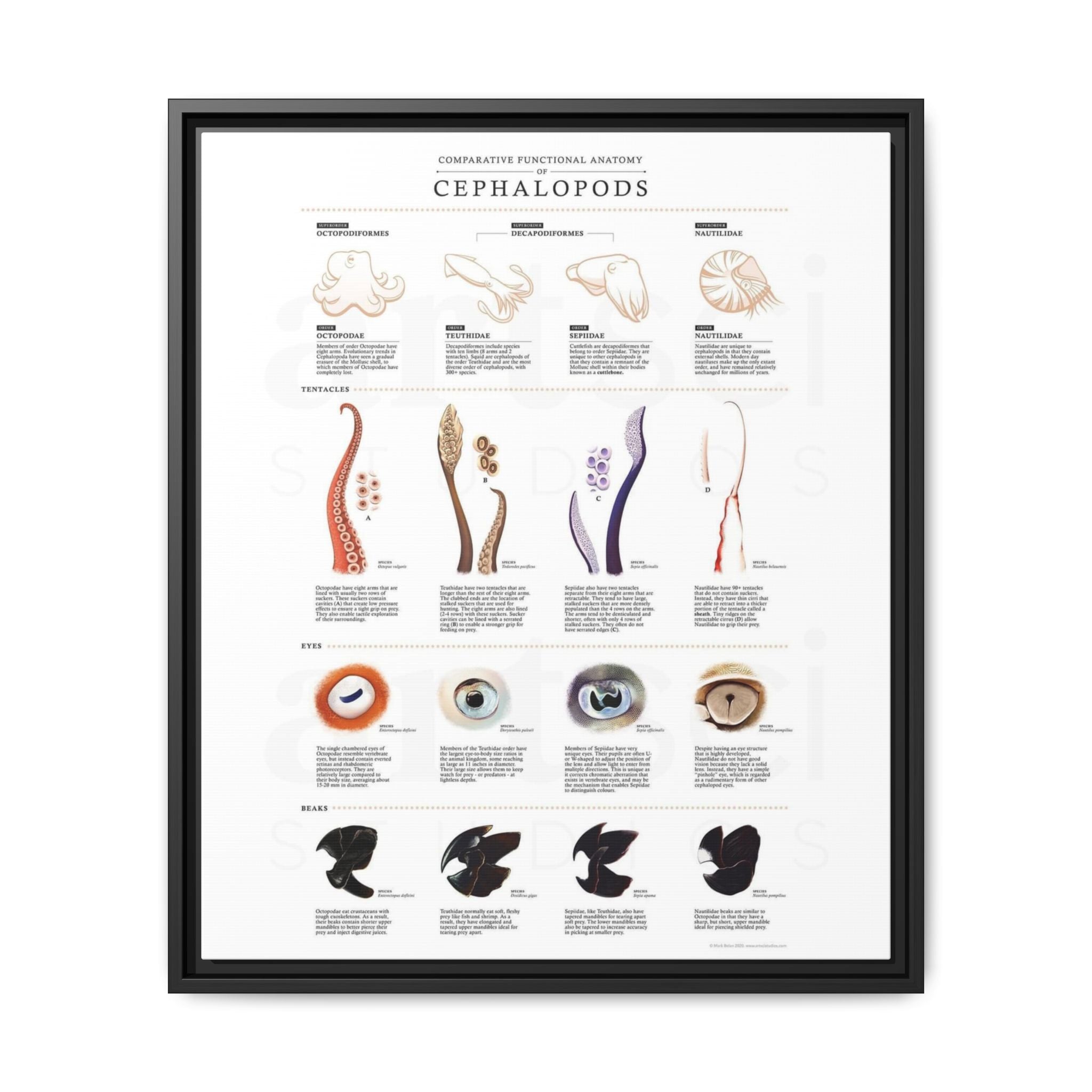 Comparative Functional Anatomy of Cephalopods Poster, Cephalopod Anatomy Comparison Chart, Octopus Squid Cuttlefish and Nautilus Educational Canvas Print