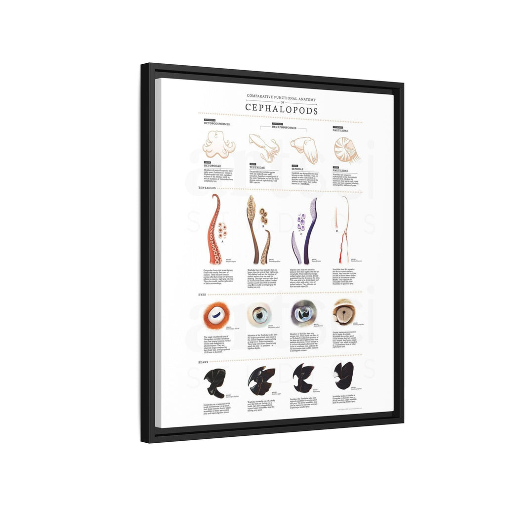 Comparative Functional Anatomy of Cephalopods Poster, Cephalopod Anatomy Comparison Chart, Octopus Squid Cuttlefish and Nautilus Educational Canvas Print