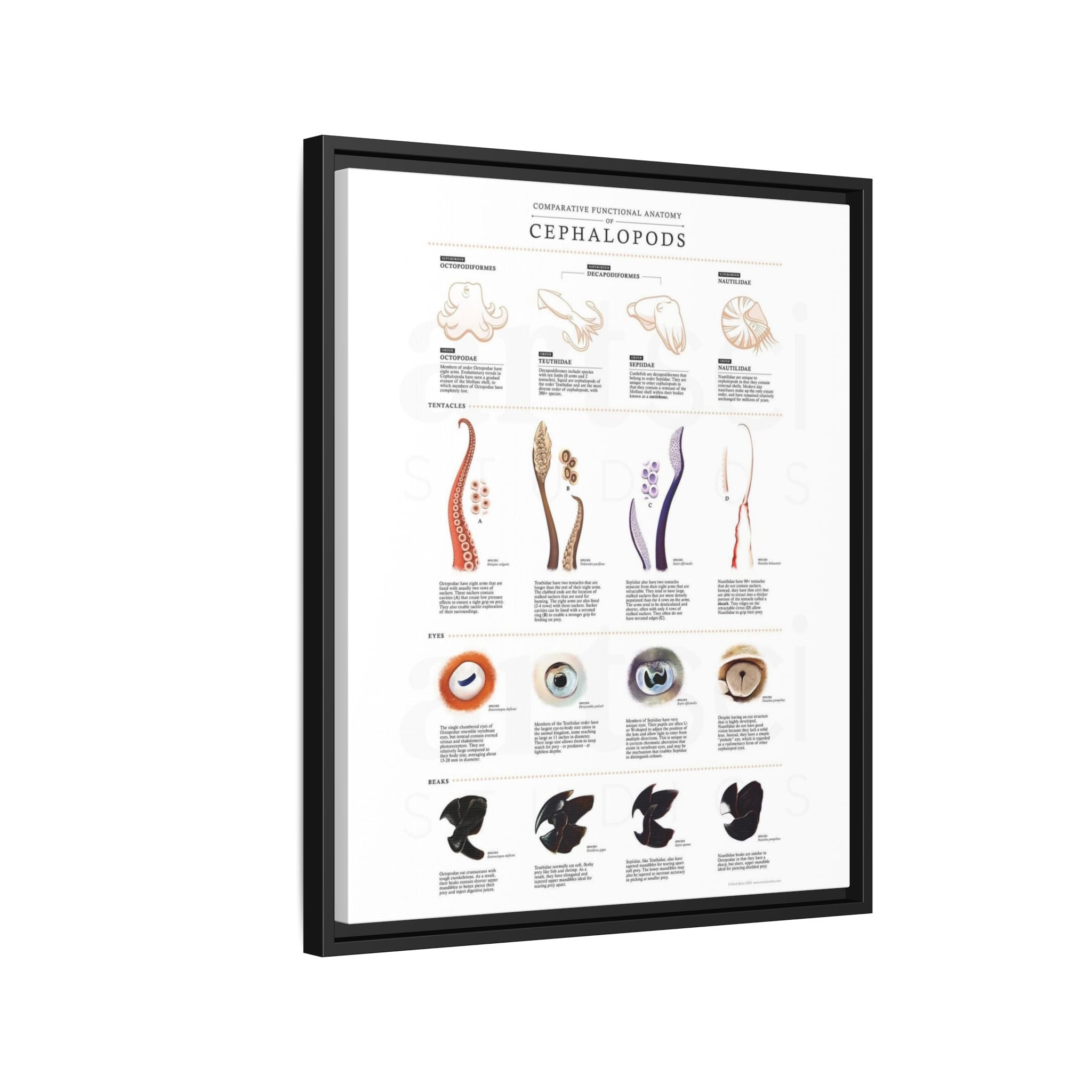 Comparative Functional Anatomy of Cephalopods Poster, Cephalopod Anatomy Comparison Chart, Octopus Squid Cuttlefish and Nautilus Educational Canvas Print