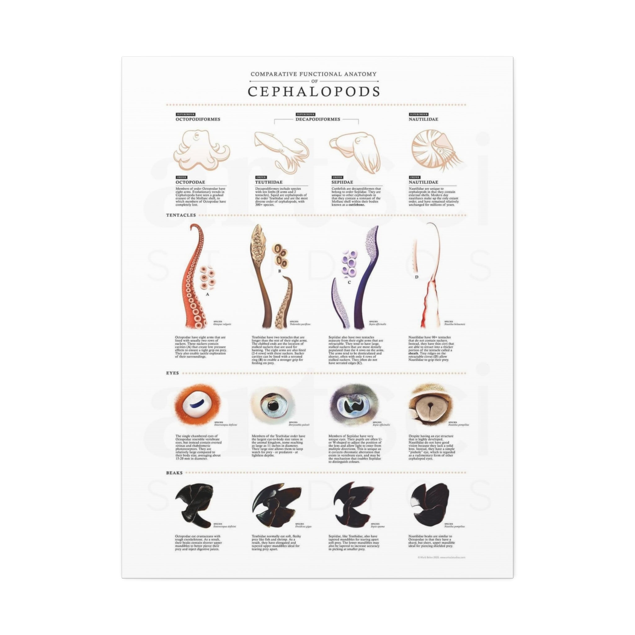 Comparative Functional Anatomy of Cephalopods Poster, Cephalopod Anatomy Comparison Chart, Octopus Squid Cuttlefish and Nautilus Educational Canvas Print