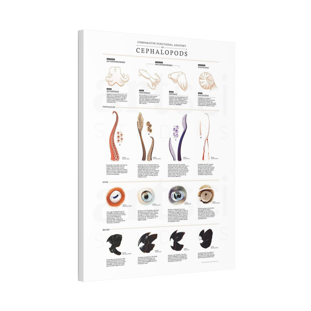 Comparative Functional Anatomy of Cephalopods Poster, Cephalopod Anatomy Comparison Chart, Octopus Squid Cuttlefish and Nautilus Educational Canvas Print