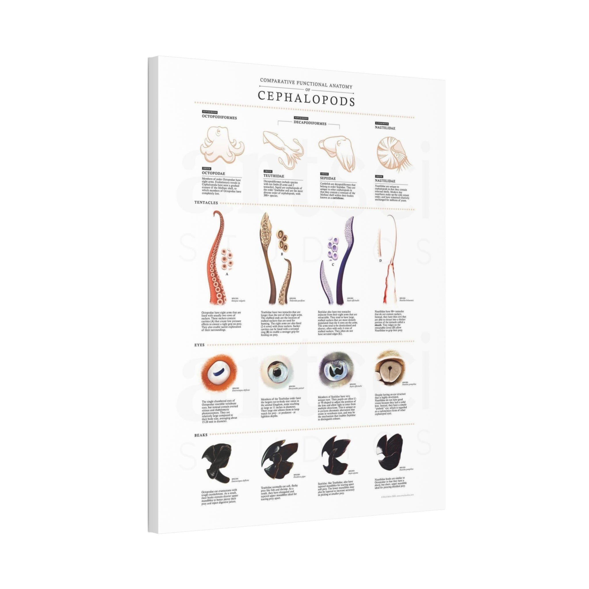 Comparative Functional Anatomy of Cephalopods Poster, Cephalopod Anatomy Comparison Chart, Octopus Squid Cuttlefish and Nautilus Educational Canvas Print