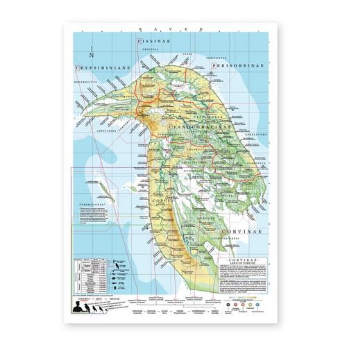 Corvid Family Tree Map Poster, Ravens Crows Jays Bird Evolution Wall Art, Ornithology Gift