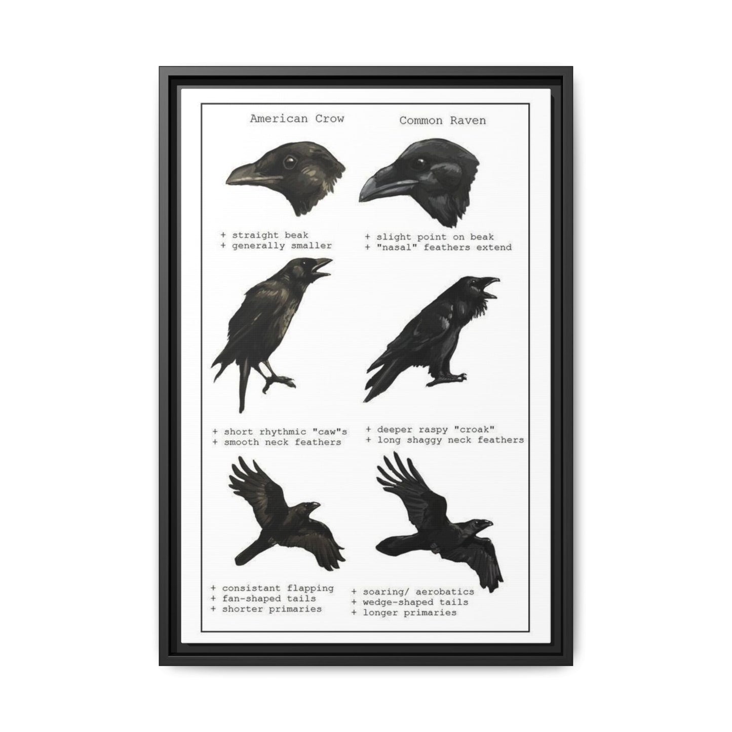 Crow Vs Raven American Crow Common Raven Vertical Poster