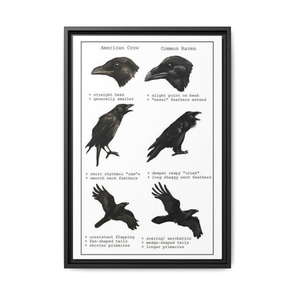 Crow Vs Raven American Crow Common Raven Vertical Poster