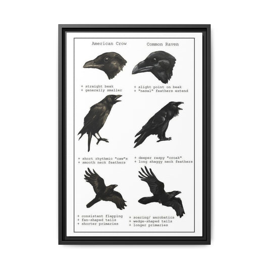 Crow Vs Raven American Crow Common Raven Vertical Poster