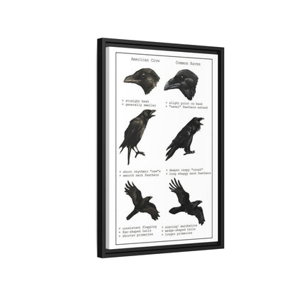 Crow Vs Raven American Crow Common Raven Vertical Poster