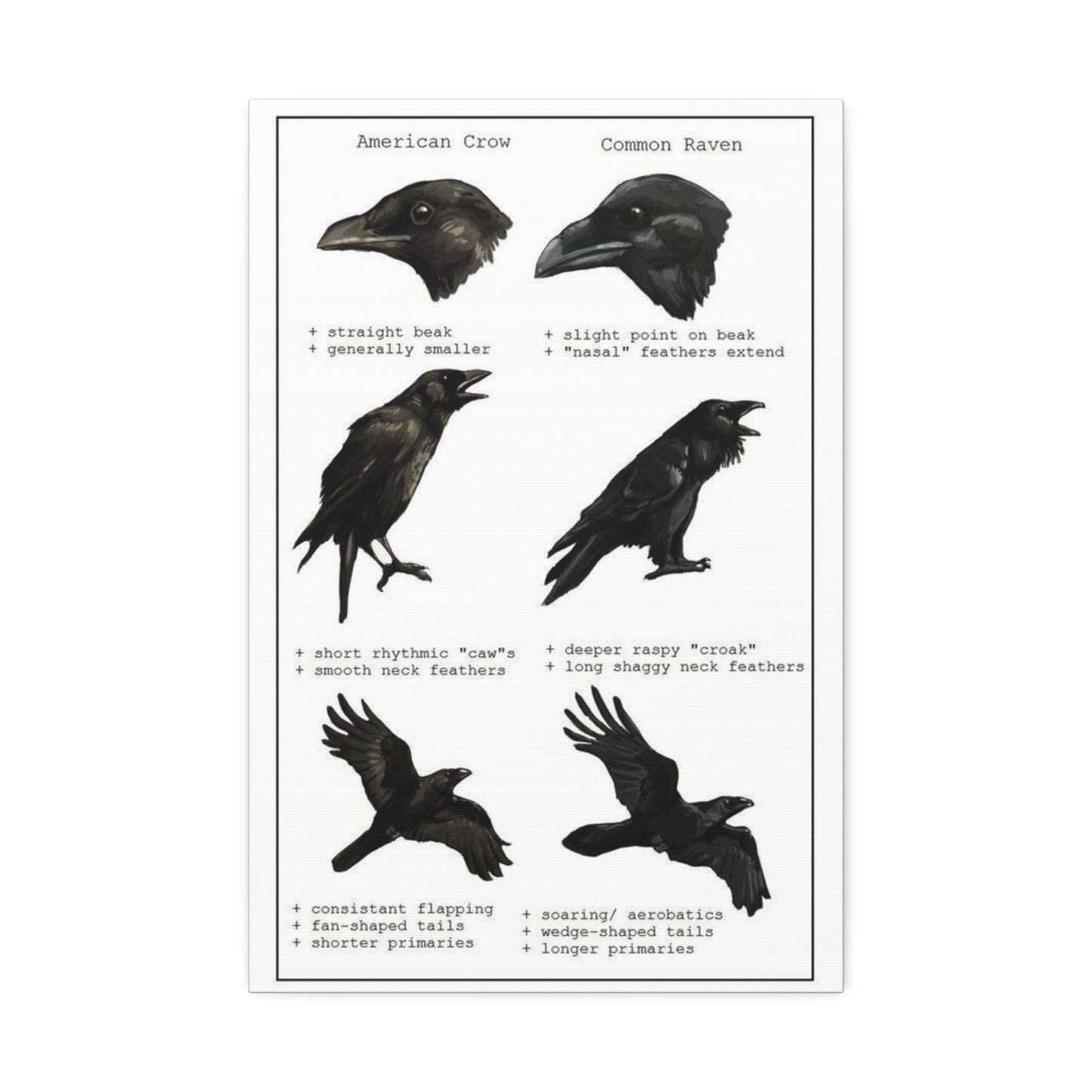 Crow Vs Raven American Crow Common Raven Vertical Poster