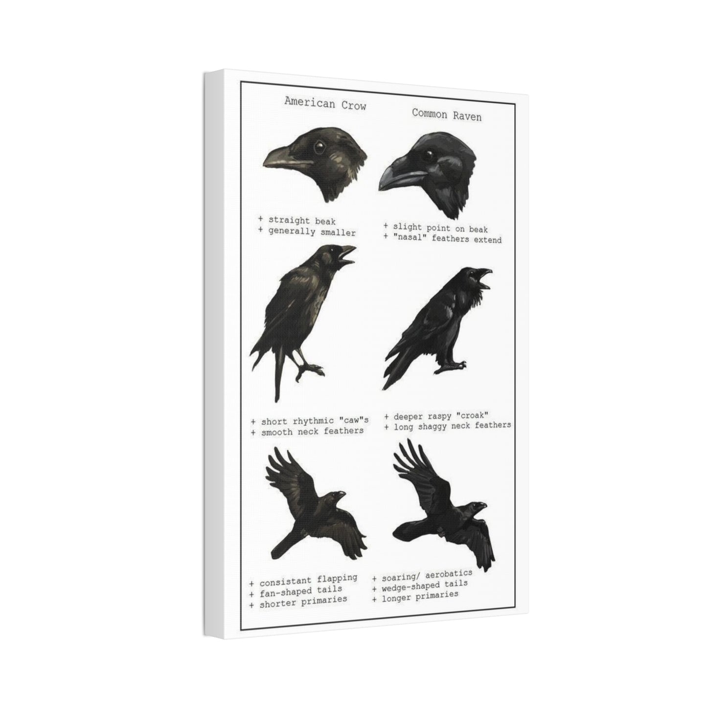 Crow Vs Raven American Crow Common Raven Vertical Poster