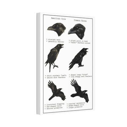 Crow Vs Raven American Crow Common Raven Vertical Poster