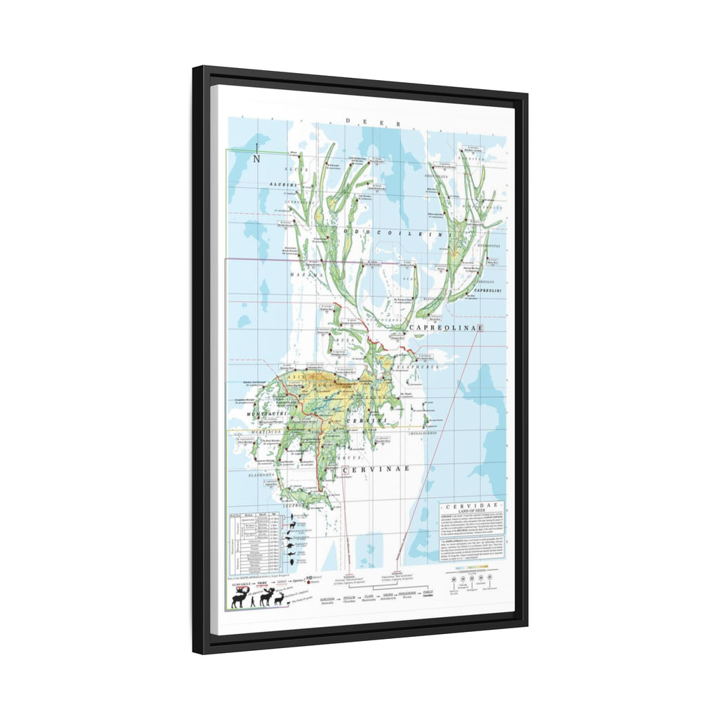 Deer Family Tree Map Poster, Cervidae Evolution Chart Print, Deer Species Identification Wall Art, Wildlife Gift