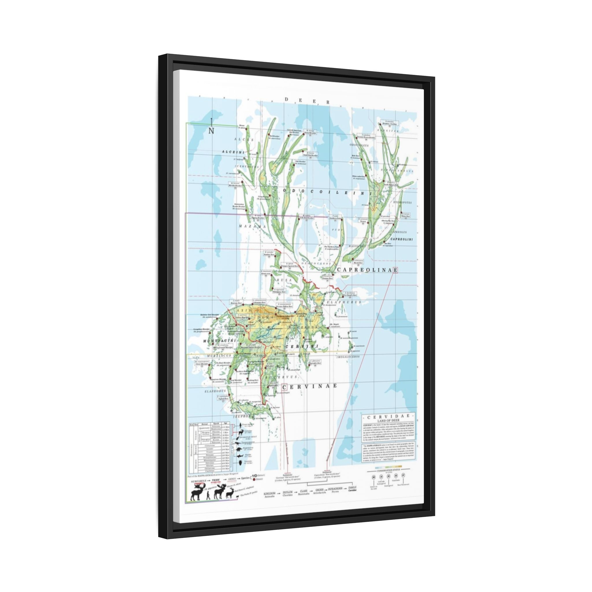 Deer Family Tree Map Poster, Cervidae Evolution Chart Print, Deer Species Identification Wall Art, Wildlife Gift