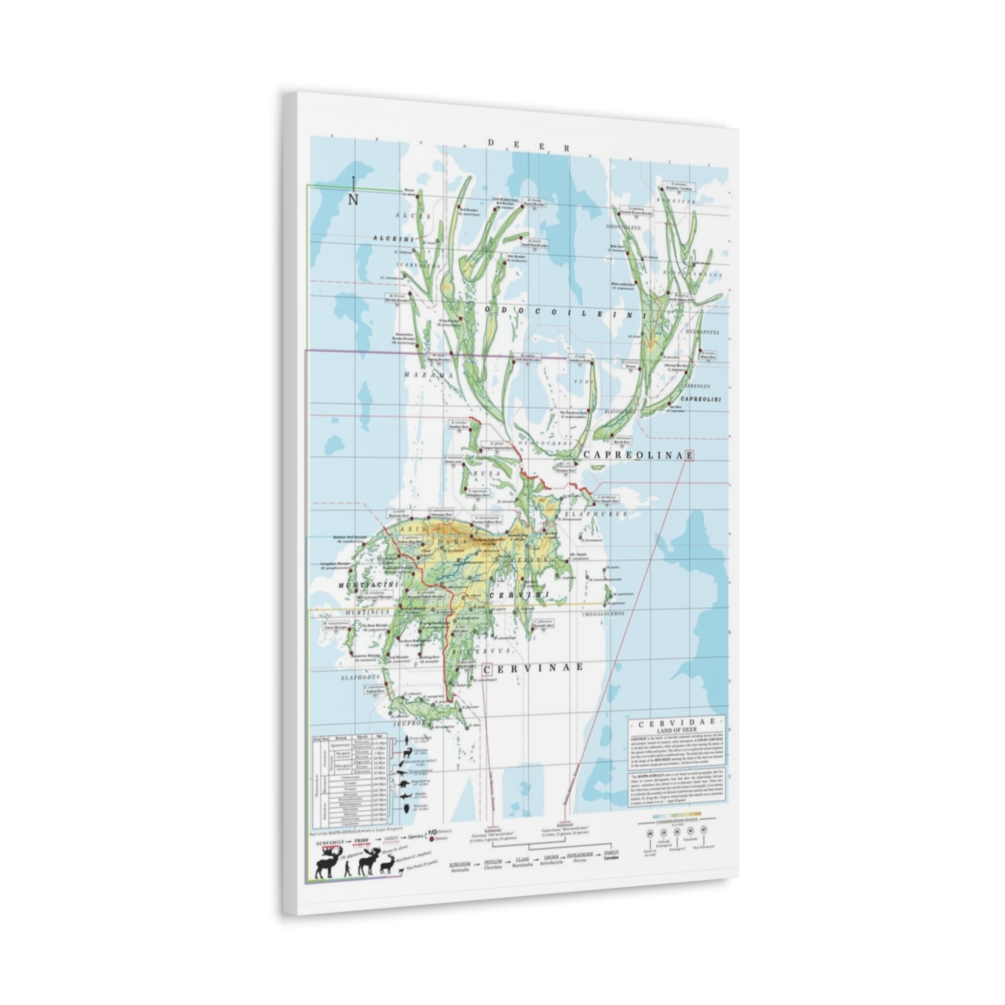 Deer Family Tree Map Poster, Cervidae Evolution Chart Print, Deer Species Identification Wall Art, Wildlife Gift