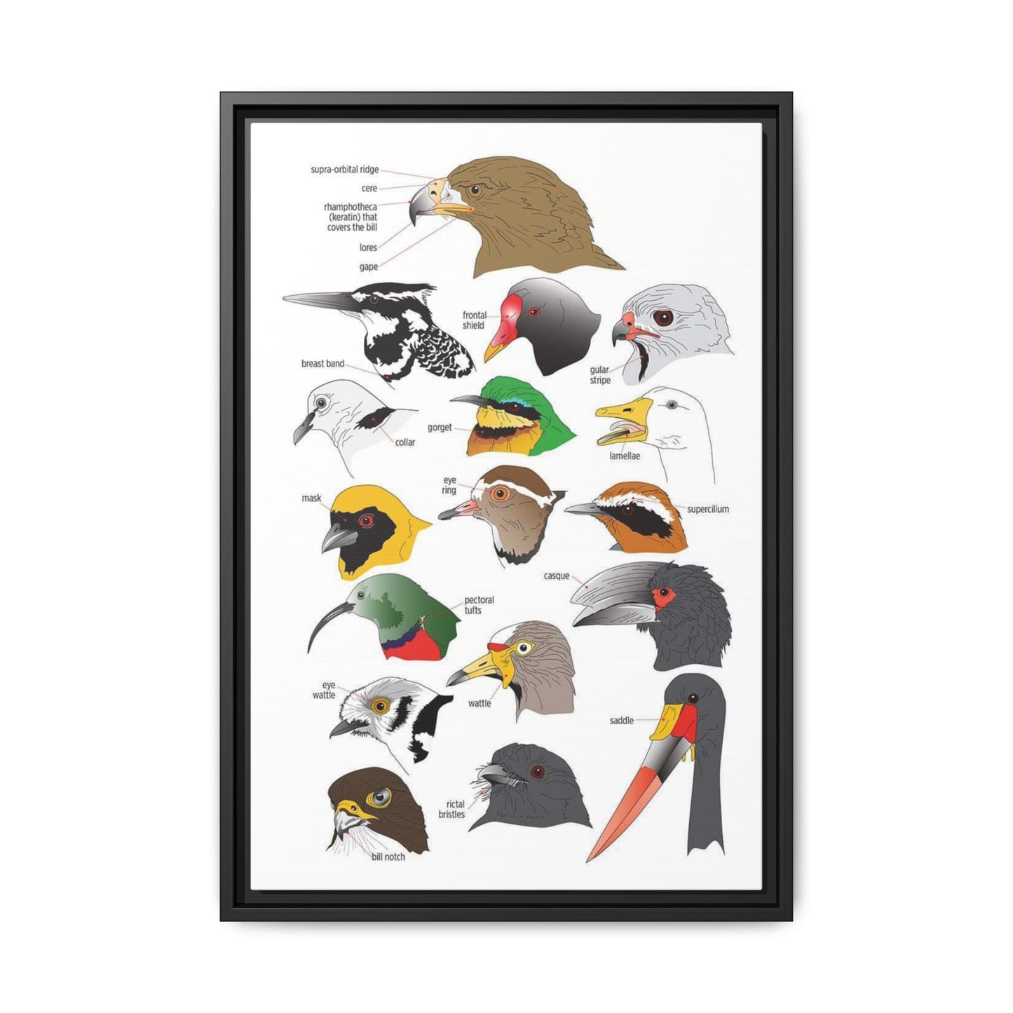 Distinguishing Features Of Birds Bird Anatomy Beak Parts Vertical Poster