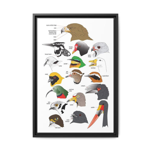 Distinguishing Features Of Birds Bird Anatomy Beak Parts Vertical Poster