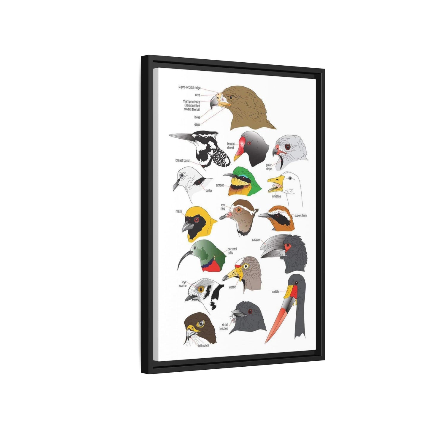 Distinguishing Features Of Birds Bird Anatomy Beak Parts Vertical Poster
