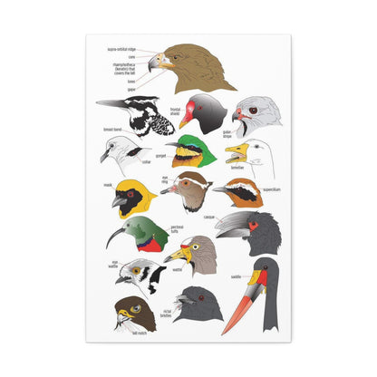 Distinguishing Features Of Birds Bird Anatomy Beak Parts Vertical Poster