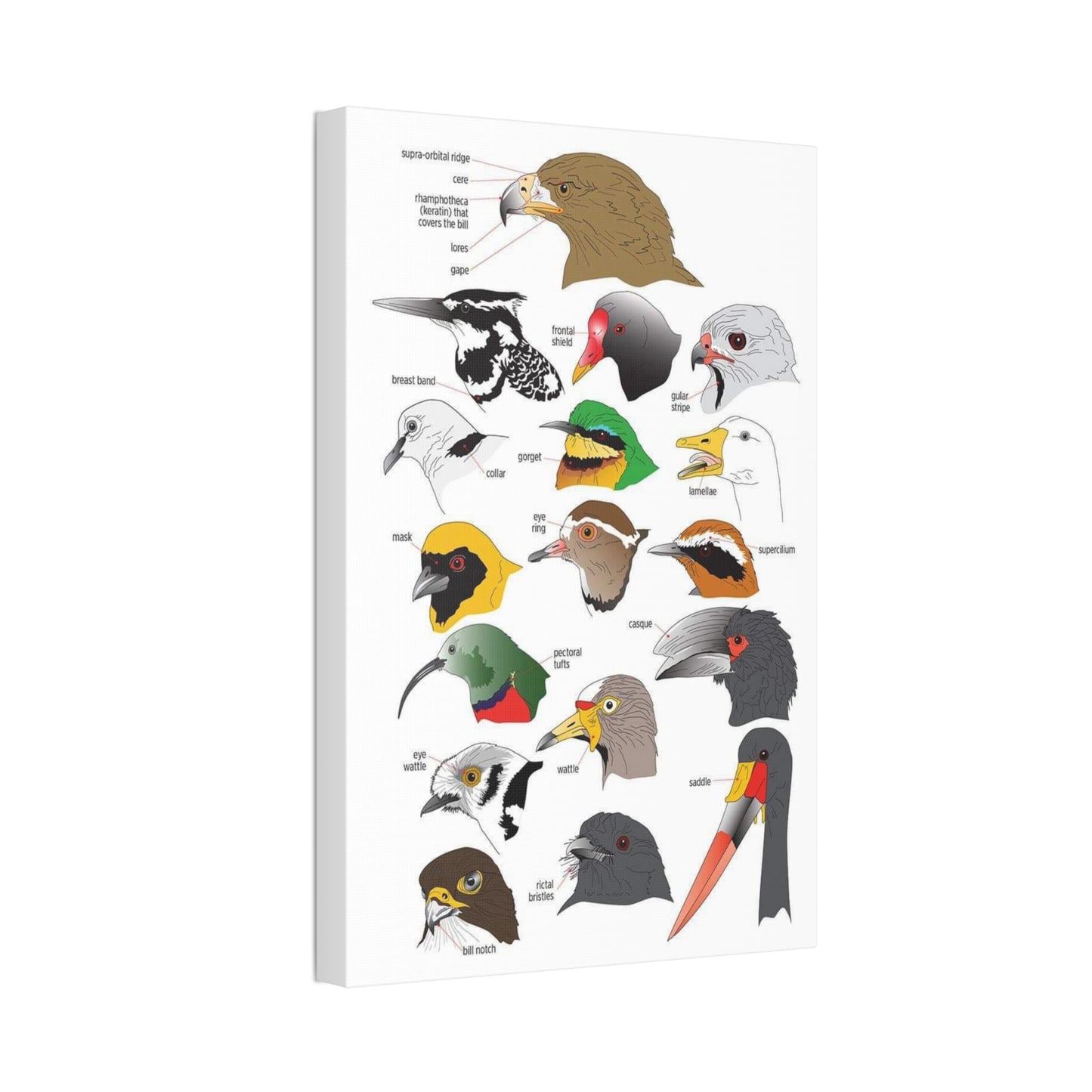 Distinguishing Features Of Birds Bird Anatomy Beak Parts Vertical Poster