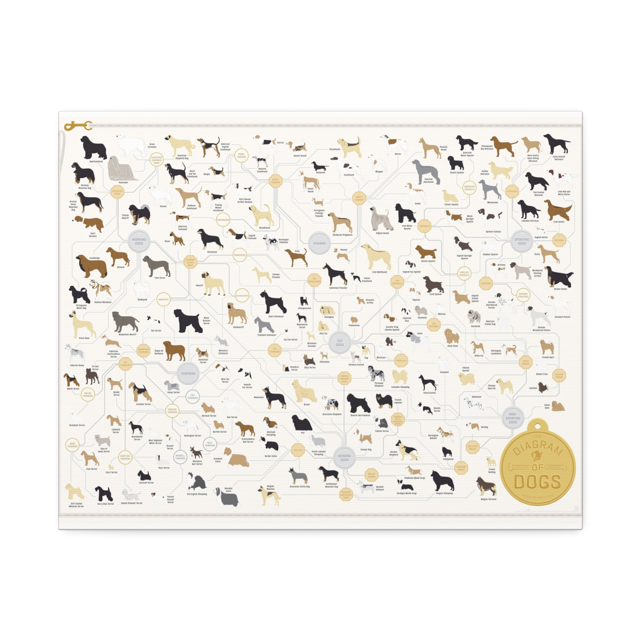 Dog Breeds Guide Poster, Complete Dog Breed Classification Diagram, Educational Canine Reference Canvas Print